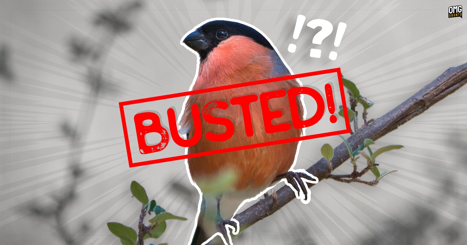 Ubuntu? Debunking the Misconceptions: Why It’s a Bullfinch, Not an Oriole