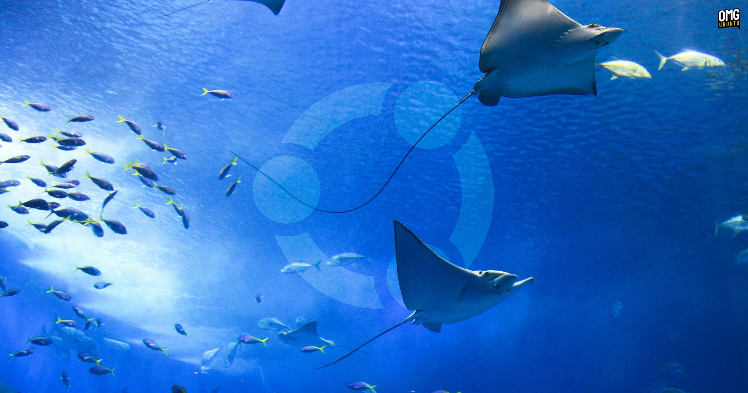 Ubuntu 26.10 ‘Stonking Stingray’ Reaches Feature Freeze: What to Expect Next